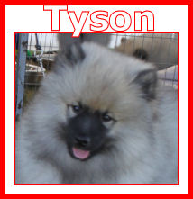 Keez Across The Finnish Line - Bred by Cheri & Trevor Rogers - Owned By Petri Turunen - Eerondaali Keeshond - Finland